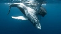Insolite : les baleines à bosse de La Réunion