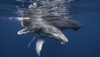 La Réunion veut classer ses baleines au patrimoine mondial de l’Unesco