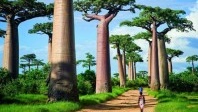 Madagascar veut faire redécoller son tourisme … rapidement