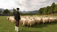 Béarn : Des moutons sur lesquels on peut compter