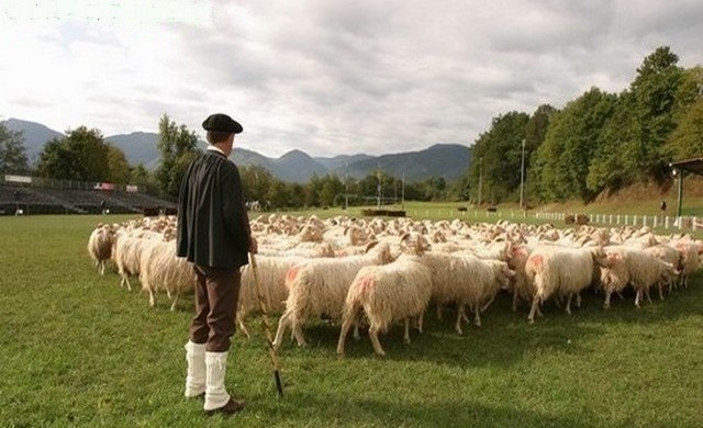 Béarn : Des moutons sur lesquels on peut compter