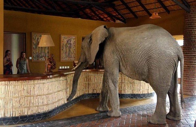 Des éléphants dans le hall pour le plaisir des touristes