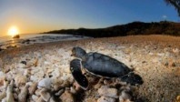 La Réunion compte sur la Nouvelle Route du Littoral et sur ses tortues pour son tourisme