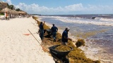 Tourisme au Mexique :  des plages déjà souillées aux sargasses