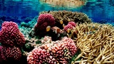MSC au milieu des algues et des coraux