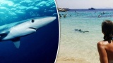 Comment les requins espagnols font fuir les touristes anglais