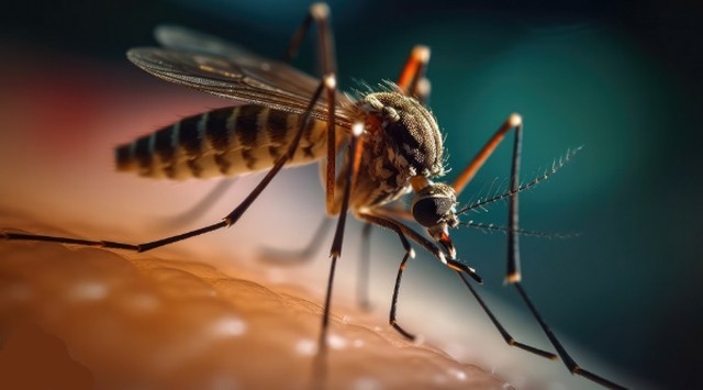 Menace touristique : Pourquoi la dengue augmente-t-elle dans le monde ?